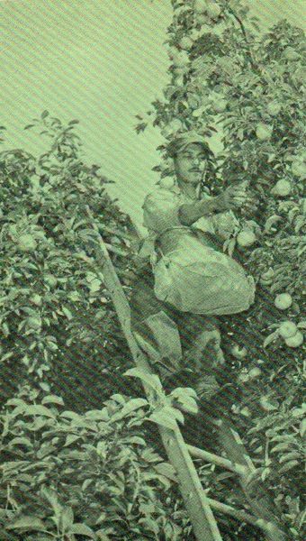 Puerto Rican Farmworkers in the Garden State, 1950s-1970s