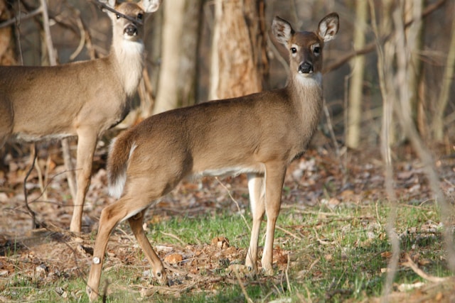 Coping with Deer